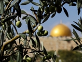موسم زيتون الفلسطينيين مهدّد!