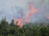 لبنان يواجه حرائق ضخمة تهدد الغابات والتوازن البيئي!